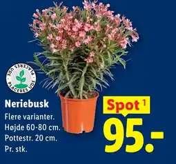 Lidl Neriebusk tilbud