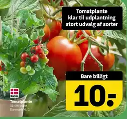 Løvbjerg Tomatplante tilbud
