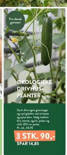 Plantorama ØKOLOGISKE DRIVHUSPLANTER tilbud