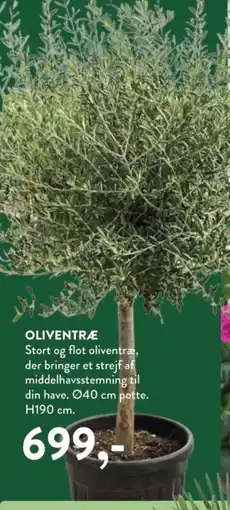Plantorama Oliventræ tilbud