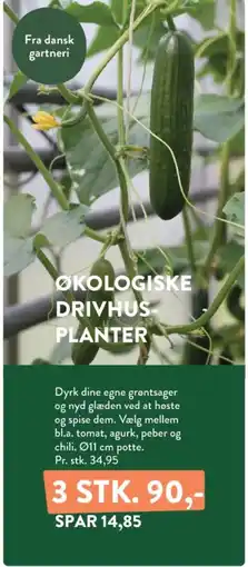 Plantorama Økologiske drivhus planter tilbud