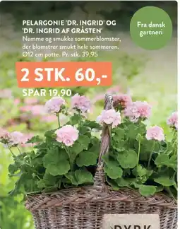 Plantorama Pelargonie 'Dr. Ingrid' og 'dr. ingrid af gråsten' tilbud