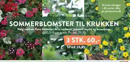 Plantorama Sommerblomster til krukken tilbud