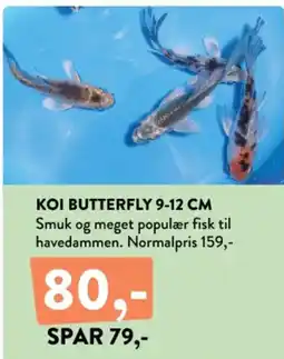 Plantorama Koi butterfly 9-12 cm tilbud