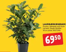 jem & fix LAURBÆRKIRSEBÆR tilbud