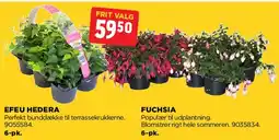 jem & fix EFEU HEDERA / FUCHSIA tilbud