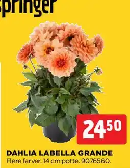 jem & fix DAHLIA LABELLA GRANDE tilbud