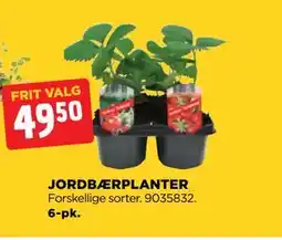 jem & fix JORDBÆRPLANTER tilbud