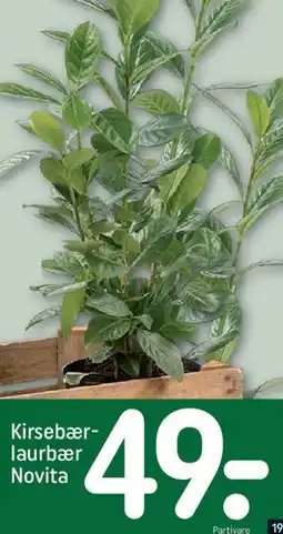REMA 1000 Kirsebær-laurbær Novita tilbud