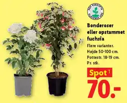 Lidl Bonderoser eller opstemmet fuchsia tilbud