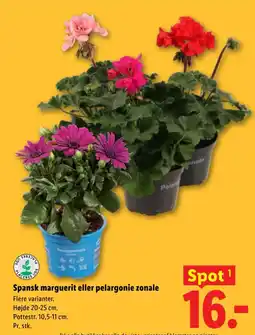 Lidl Spansk marguerit eller pelargonie zonale tilbud