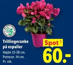 Lidl Trillingeranke på espalier tilbud