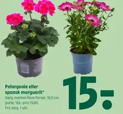 Coop 365 Pelargonie eller spansk marguerit tilbud