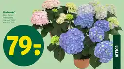 Coop 365 Hortensia tilbud