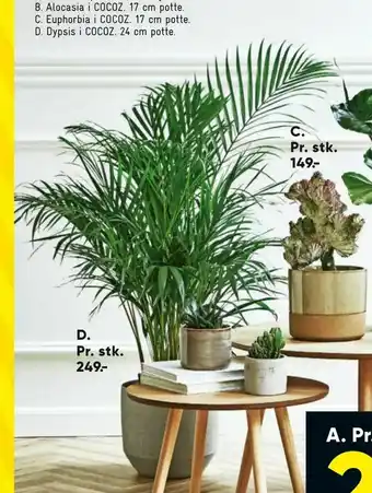 Bilka Dypsis i COCOZ 24 cm potte tilbud