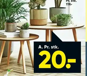 Bilka Sukkulent, Pilea eller Kaktus tilbud