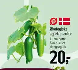 Føtex Økologiske agurkeplanter tilbud
