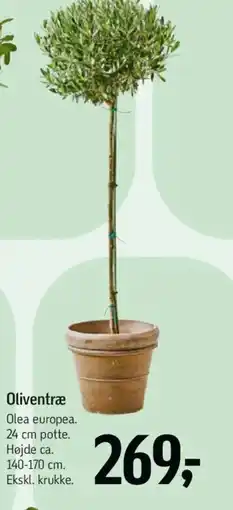 Føtex Oliventræ tilbud