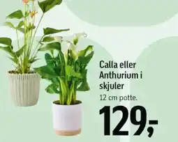 Føtex Calla eller Anthurium i skjuler tilbud