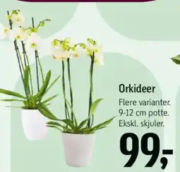 Føtex Orkideer tilbud
