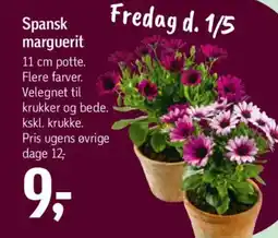 Føtex Spansk marguerit tilbud