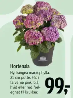 Føtex Hortensia tilbud