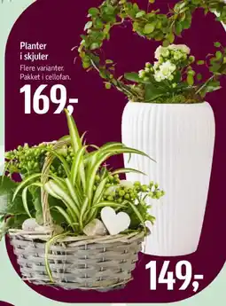 Føtex Planter i skjuler tilbud