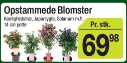 ABC Lavpris Opstammede Blomster tilbud
