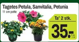 ABC Lavpris Tagetes Petula, Sanvitalia, Petunia tilbud