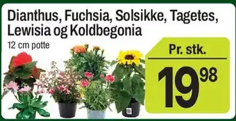 Dianthus, Fuchsia, Solsikke, Tagetes, Lewisia og Koldbegonia