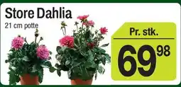 ABC Lavpris Store Dahlia tilbud