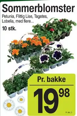 ABC Lavpris Sommerblomster tilbud