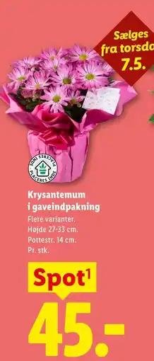Lidl Krysantemum i gaveindpakning tilbud