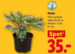 Lidl Hosta tilbud