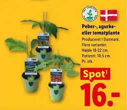 Lidl Peber-, agurke- eller tomatplante tilbud