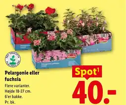 Lidl Pelargonie eller fuchsia tilbud