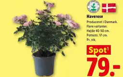 Lidl Haverose tilbud