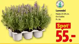 Lidl Lavendel tilbud