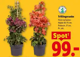 Lidl Trillingeranke tilbud