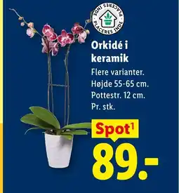 Lidl Orkidé i keramik tilbud