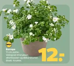 Netto Bacopa tilbud