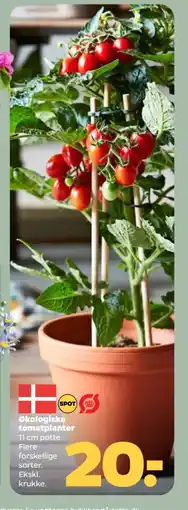 Netto Økologiske tomatplanter tilbud