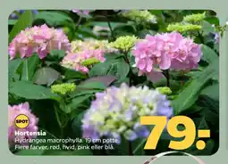 Netto Hortensia tilbud