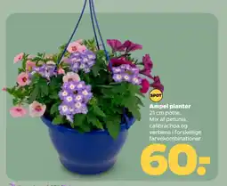 Netto Ampel planter tilbud