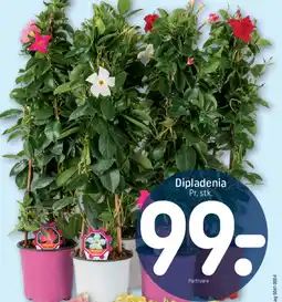REMA 1000 Dipladenia tilbud