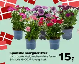 SuperBrugsen Spanske margueritter tilbud