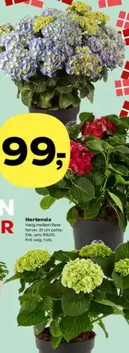 SuperBrugsen Hortensia tilbud