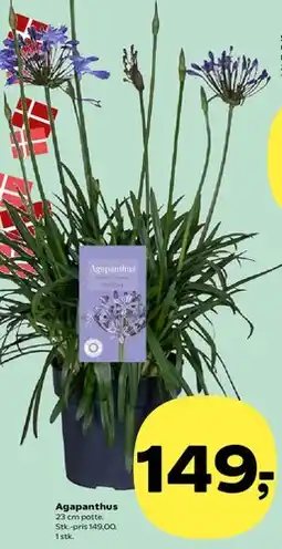 SuperBrugsen Agapanthus tilbud