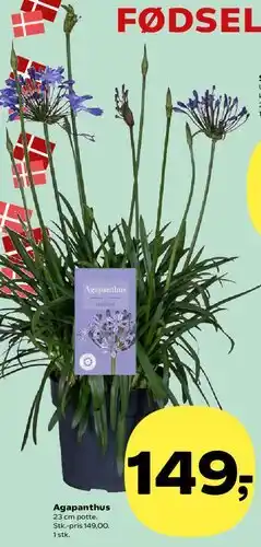 Kvickly Agapanthus tilbud