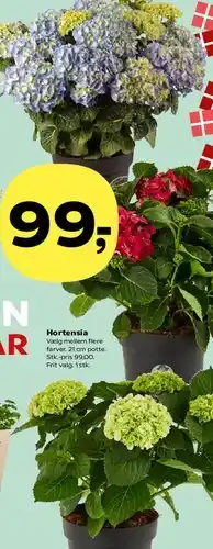 Kvickly Hortensia tilbud